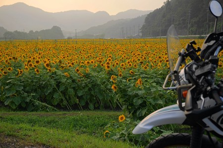 夕日とひまわり