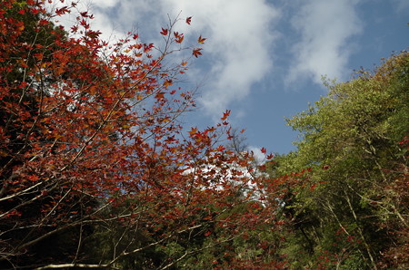 もみじと秋空