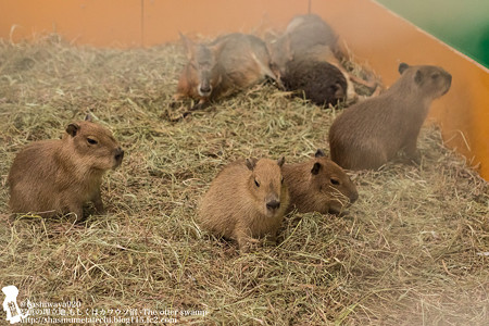 tokyowildlife140920010