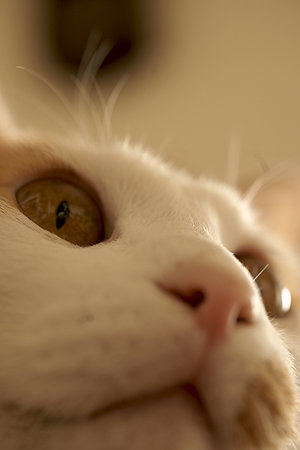 nekosuke081124005