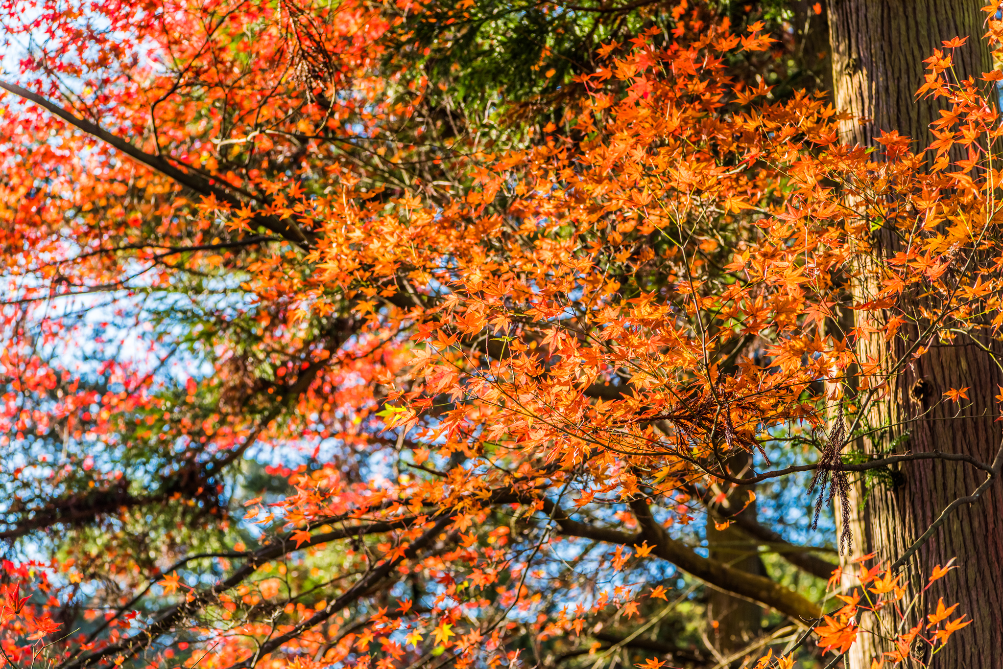 紅葉@若宮八幡宮-4