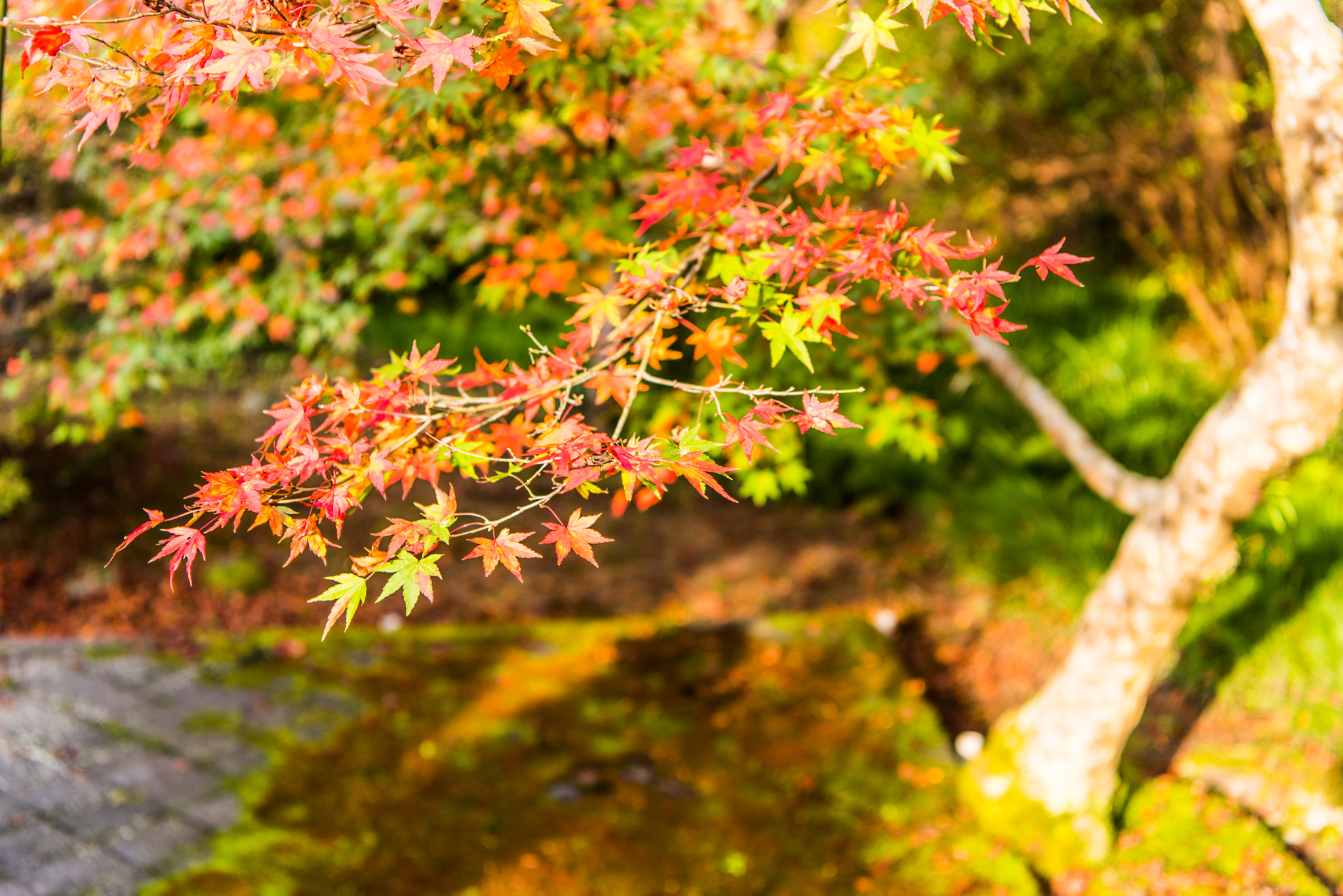 茶室跡の紅葉