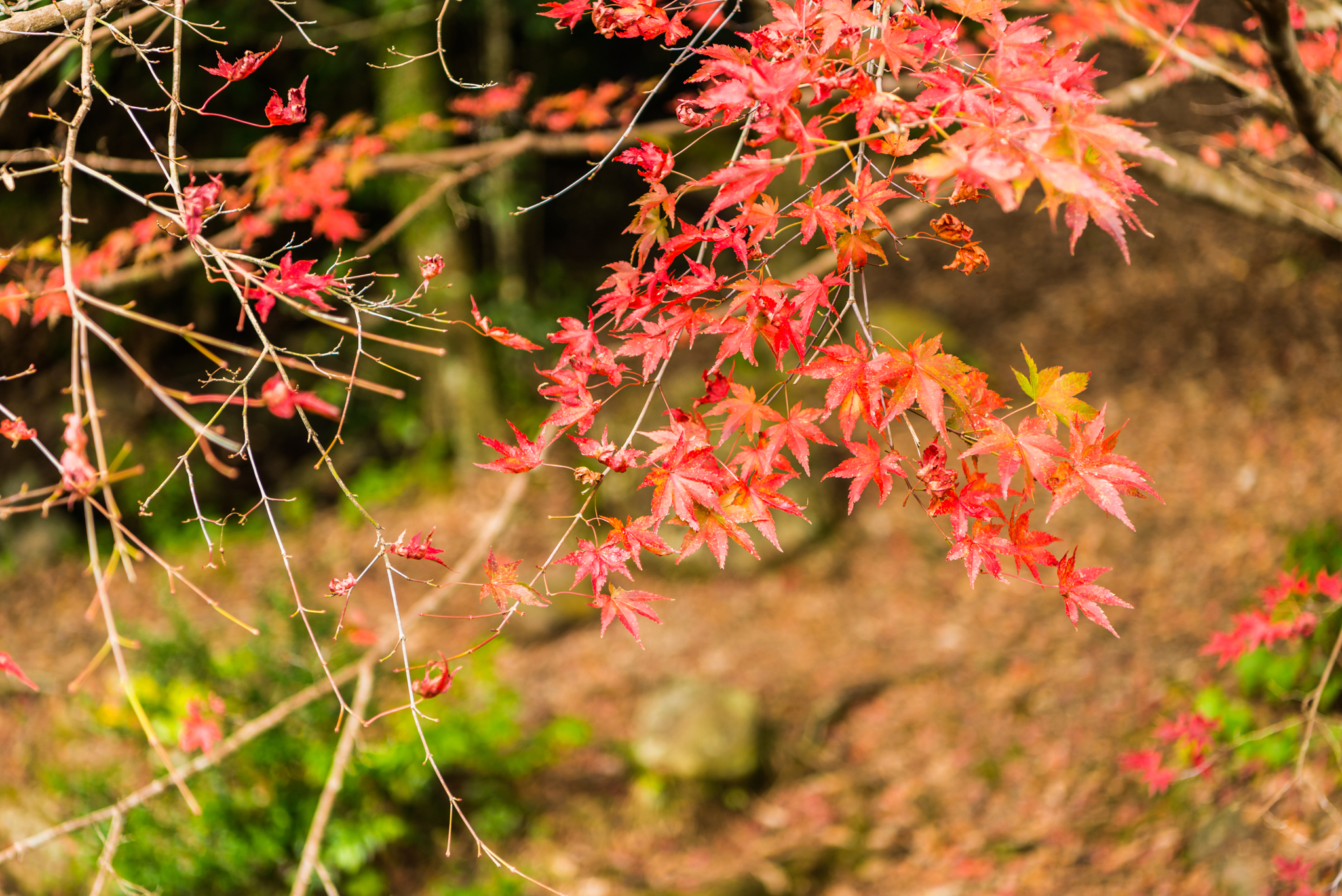 竜門峡の紅葉-1
