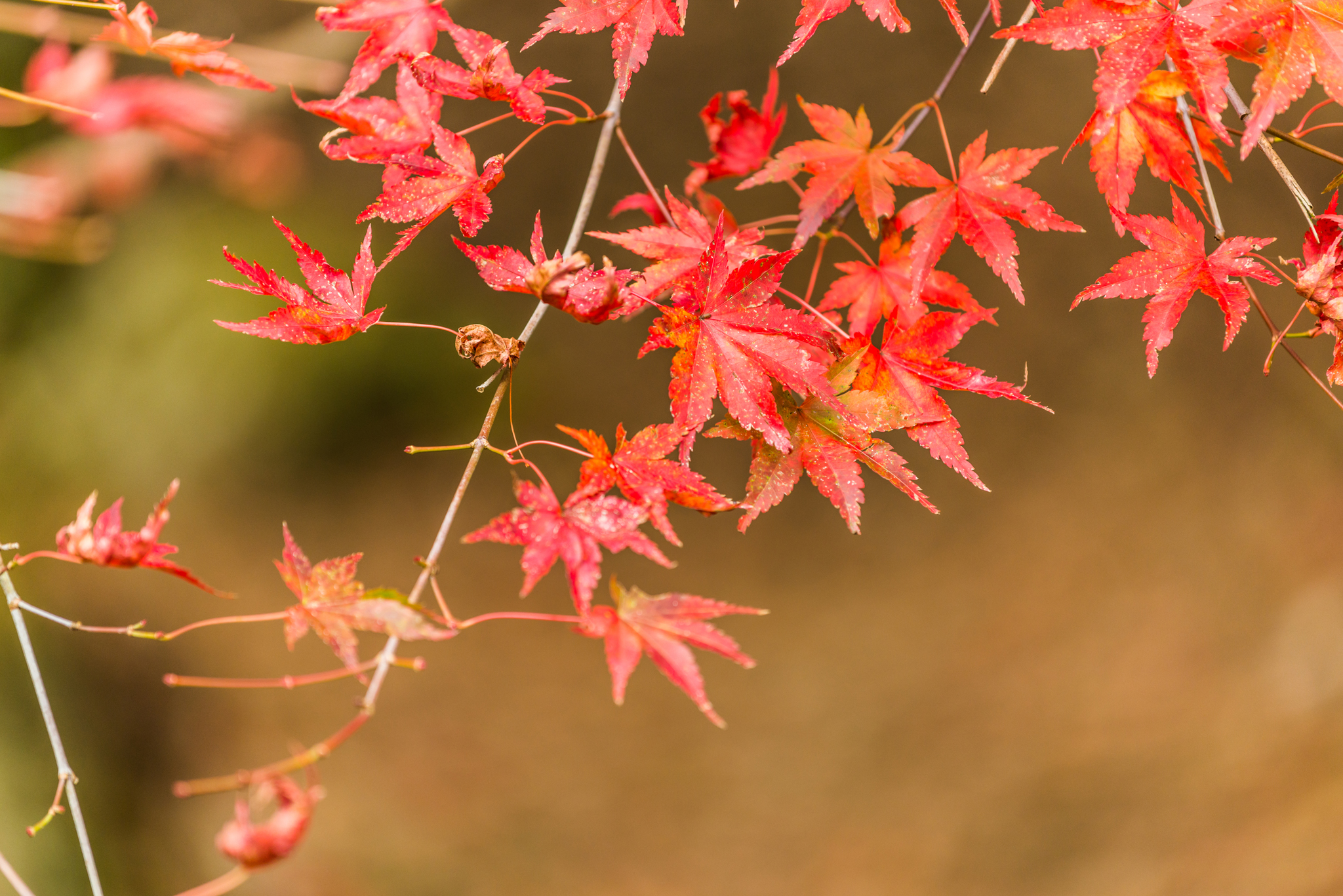 竜門峡の紅葉-6