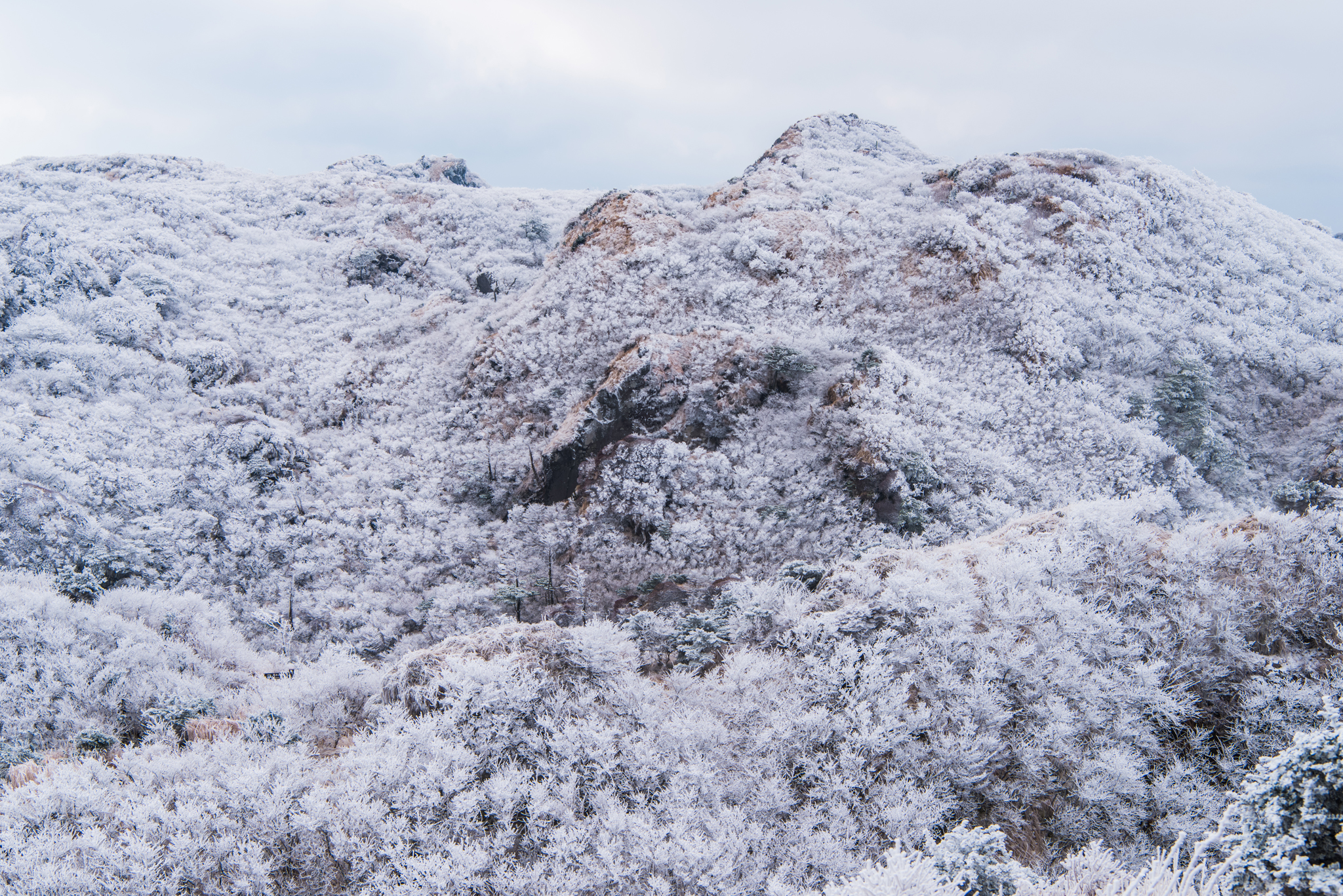 普賢岳手前の森