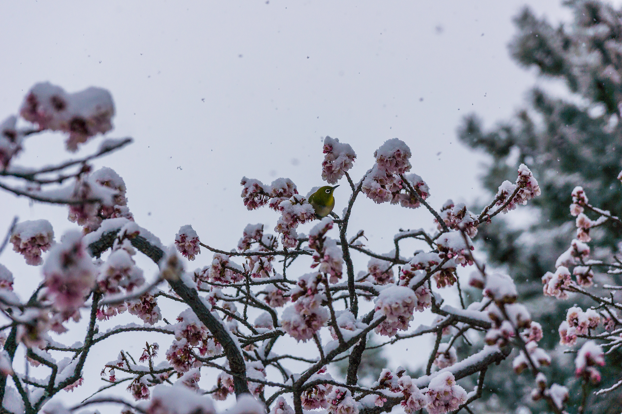雪でもメジロ