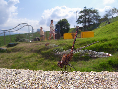 ノシメトンボ
