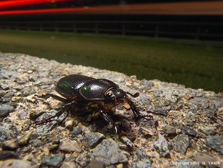 コカブトムシ