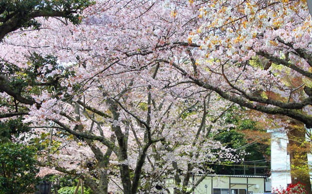 成田山公園 の咲き誇る桜 写真共有サイト フォト蔵