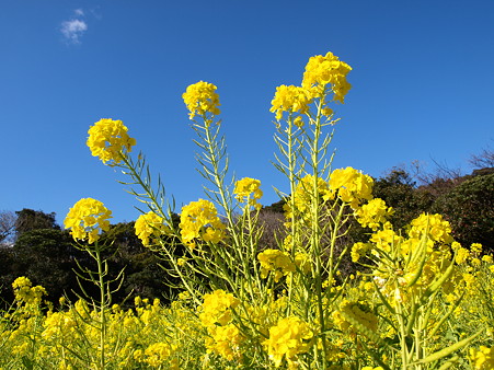 菜の花の背伸び