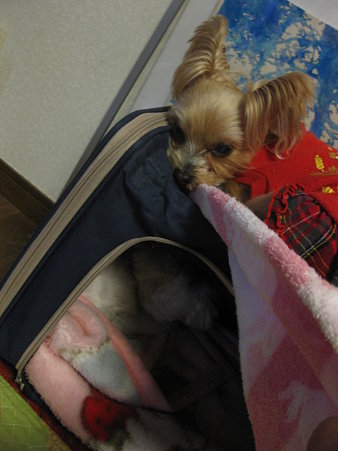 今日はこの二人が寝ていました