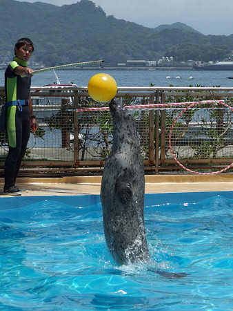 ボールに向かって飛ぶパル君