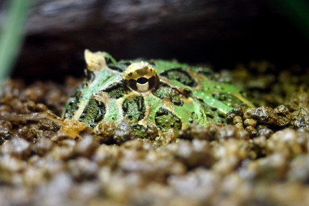 カエル館のクランウェルツノガエル