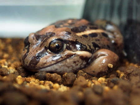 カエル館のサルミンヌマチガエル