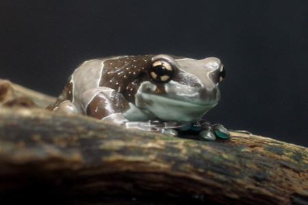 カエル館のジュウジメドクアマガエル