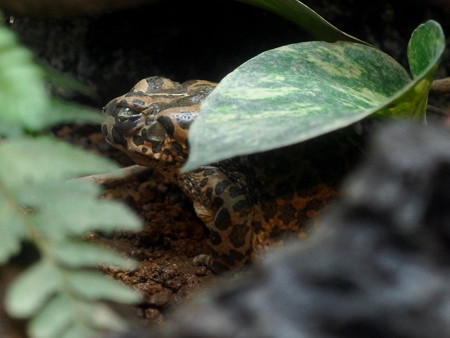 カエル館のミドリヒキガエル