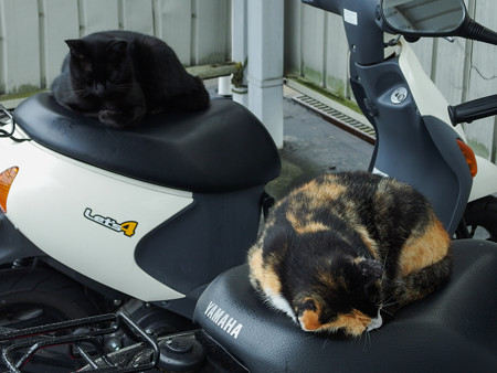 バイクシートの上で眠る猫