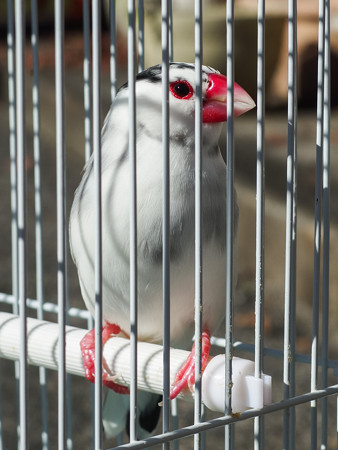 求夢荘の看板鳥