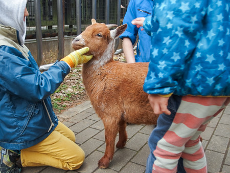 ヤクシマヤギ