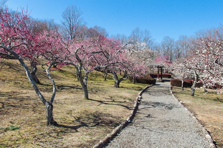 岩本山公園の梅園