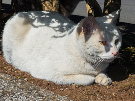 岩本山公園の猫