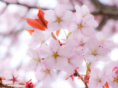 富士山さくらの園の桜