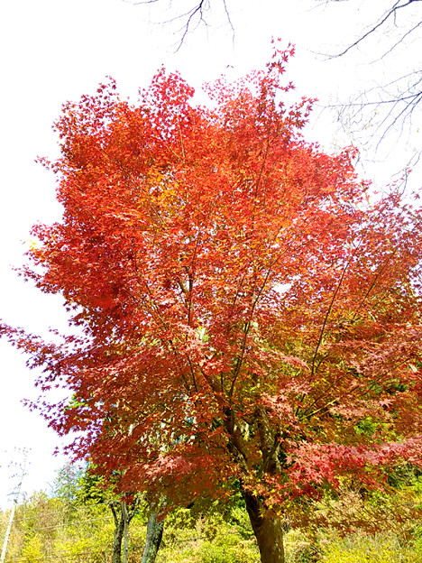 P_20151101_112344 色づき 写真: P_20151101_112344 色づき