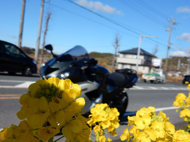 DSCN0301 菜の花越しに 写真: DSCN0301 菜の花越しに