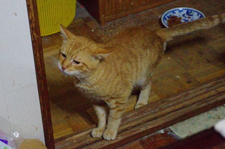 2011年10月23日のボクチン(7歳)