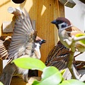 Photos: ASC_7475
