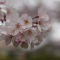 20160402桜（公園）5