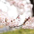 20160402桜（公園）8