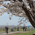 20160409桜（河川敷）4