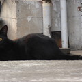 黒猫 2014.8.23