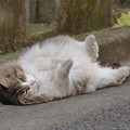 猫ろぶ！