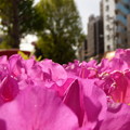 Photos: 植込みのツツジの花、咲き誇る。