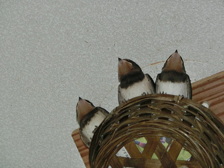 今夜も巣で