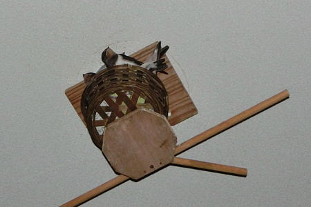 何羽いるかなぁ