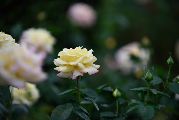 【花菜ガーデンの薔薇(ピース)】3