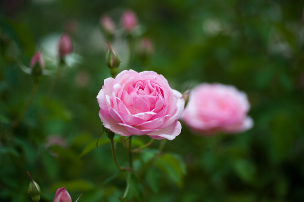 Photos: 【花菜ガーデンの薔薇(デュシェス・ドゥ・ブラバン)】