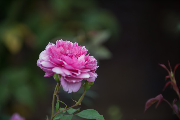 【花菜ガーデンの薔薇(シスター・エリザベス)】