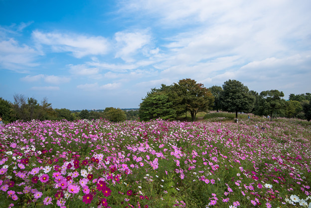 【昭和記念公園(花の丘)】青空にコスモス3