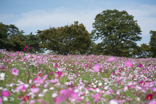 【昭和記念公園(花の丘)】青空にコスモス4