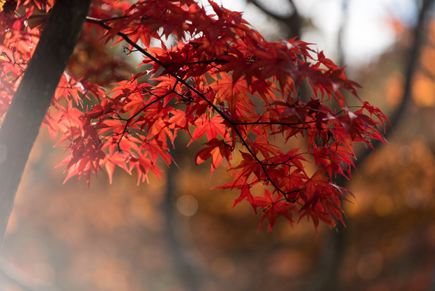 【昭和記念公園(日本庭園の紅葉ピックアップ)】2
