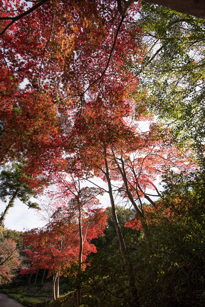 【薬師池公園(紅葉I)】2