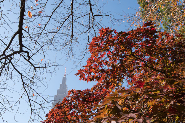 【新宿御苑(紅葉)】3