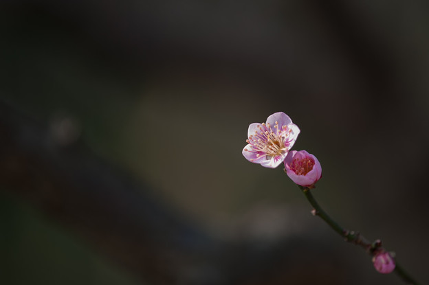 【大船植物園(守の関)】1