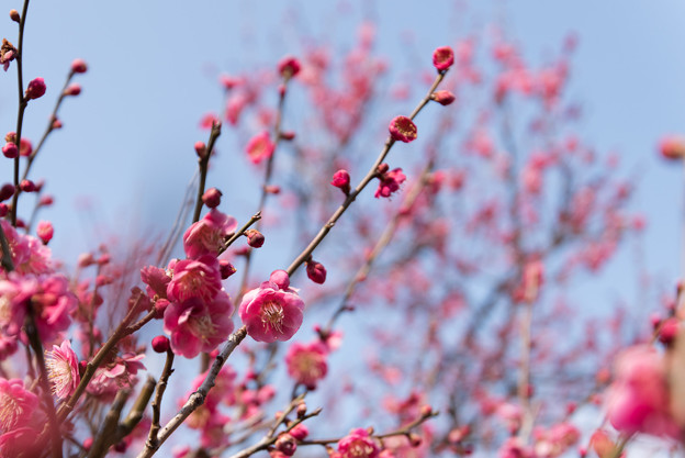 【薬師池公園(紅梅)】2