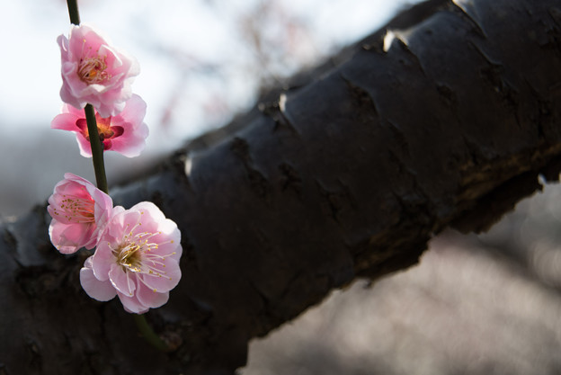 【薬師池公園(紅梅)】4