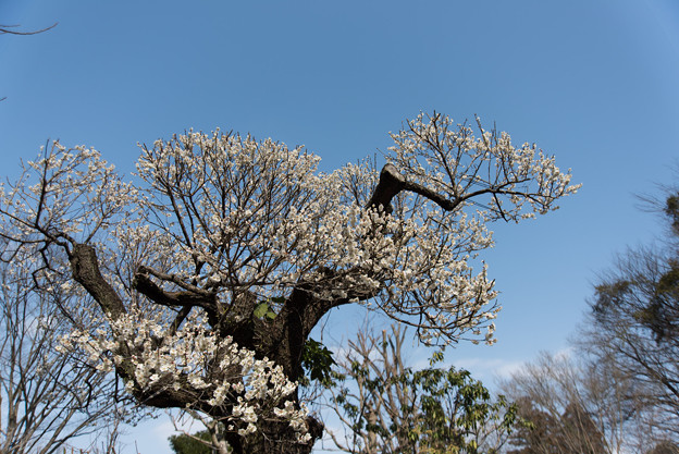 【薬師池公園(白梅)】3